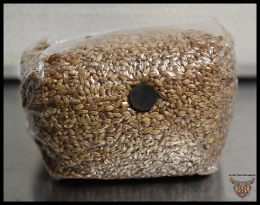 3 Pound Bag of Rye Berry