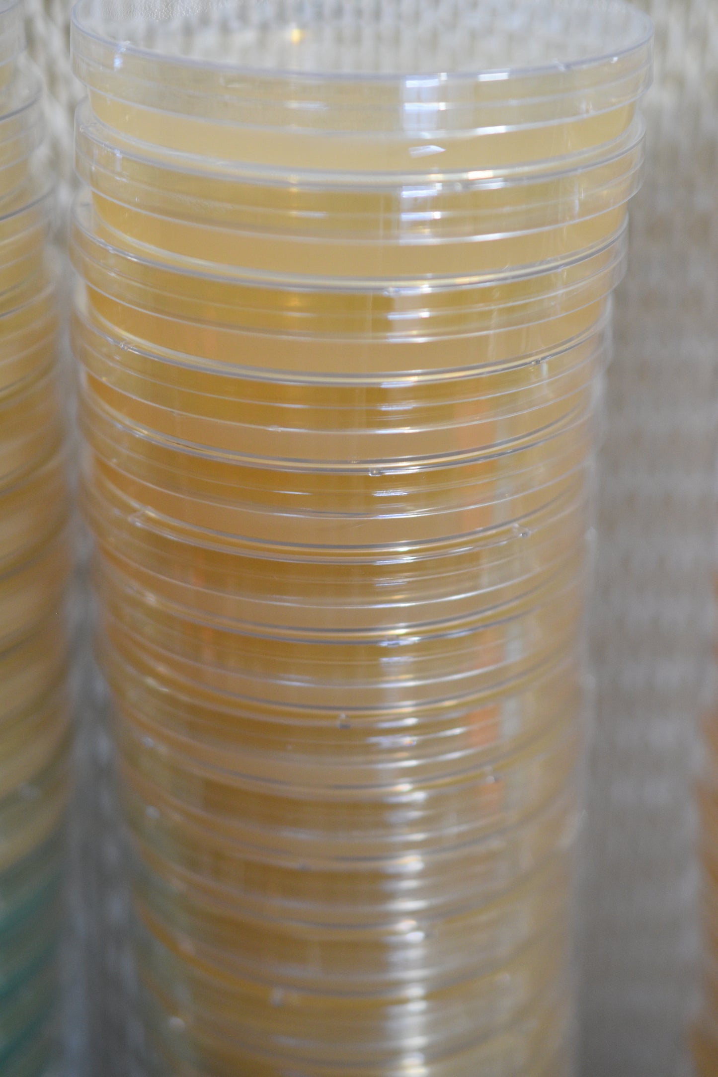 Agar Plates (10 Pack)